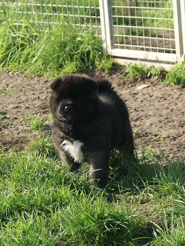 de Milantosa - Chiot disponible  - Akita americain