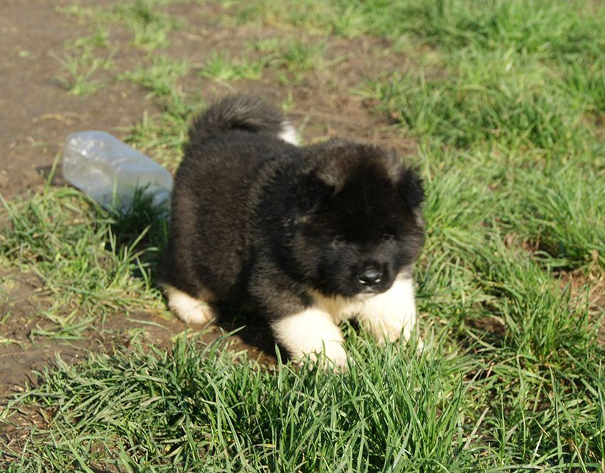 de Milantosa - Chiot disponible  - Akita americain