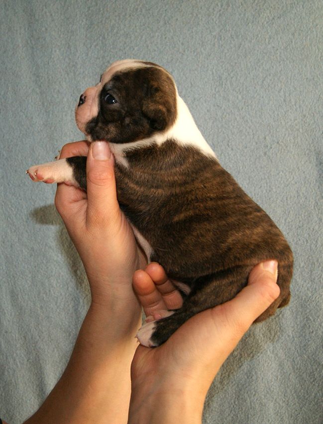 de Milantosa - Chiot disponible  - Boston Terrier