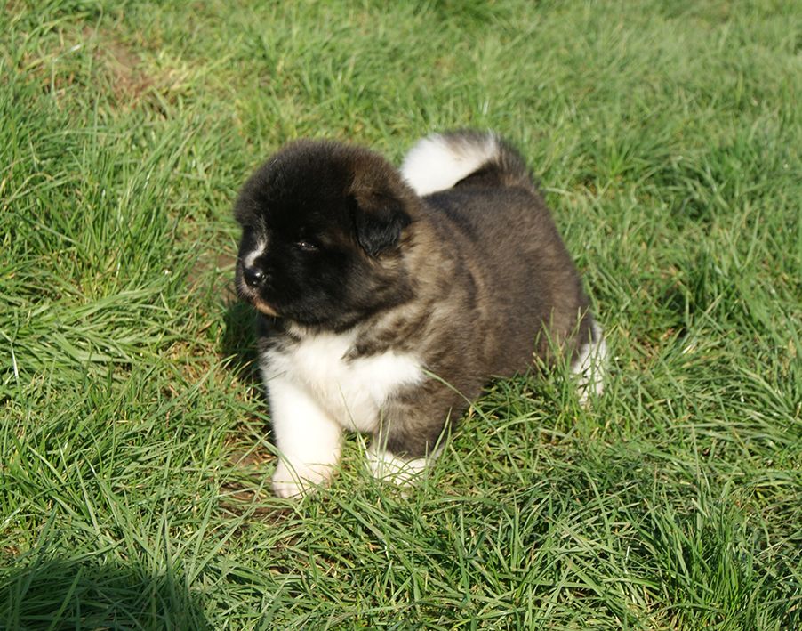 de Milantosa - Chiot disponible  - Akita americain