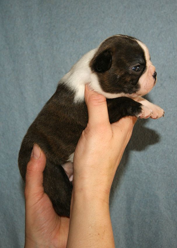 de Milantosa - Chiot disponible  - Boston Terrier