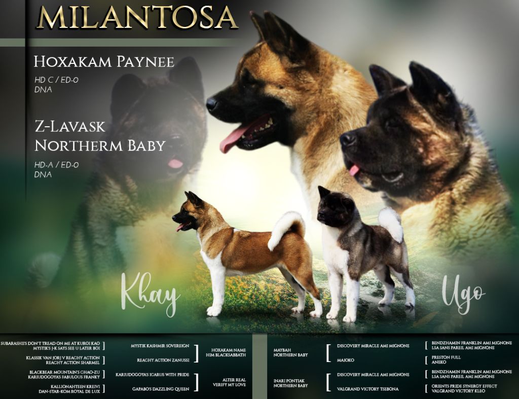 chiot Akita americain de Milantosa