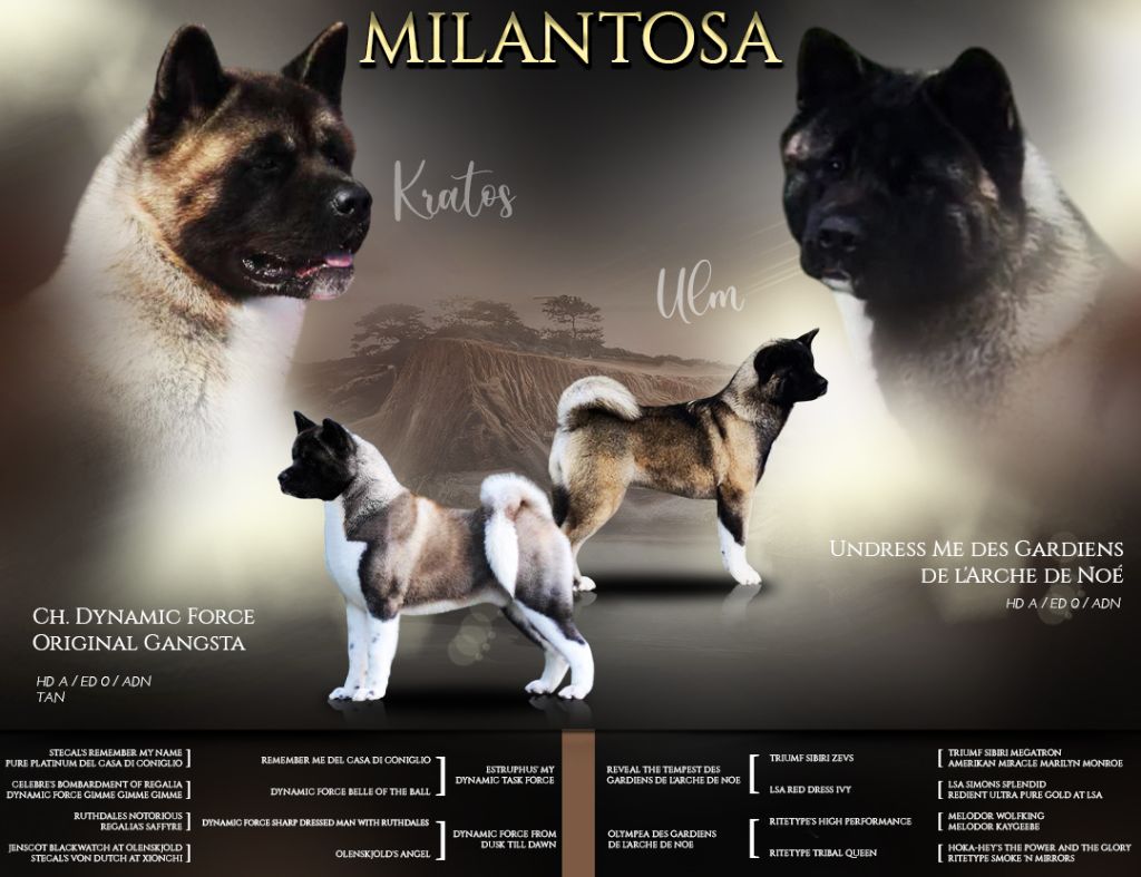 chiot Akita americain de Milantosa