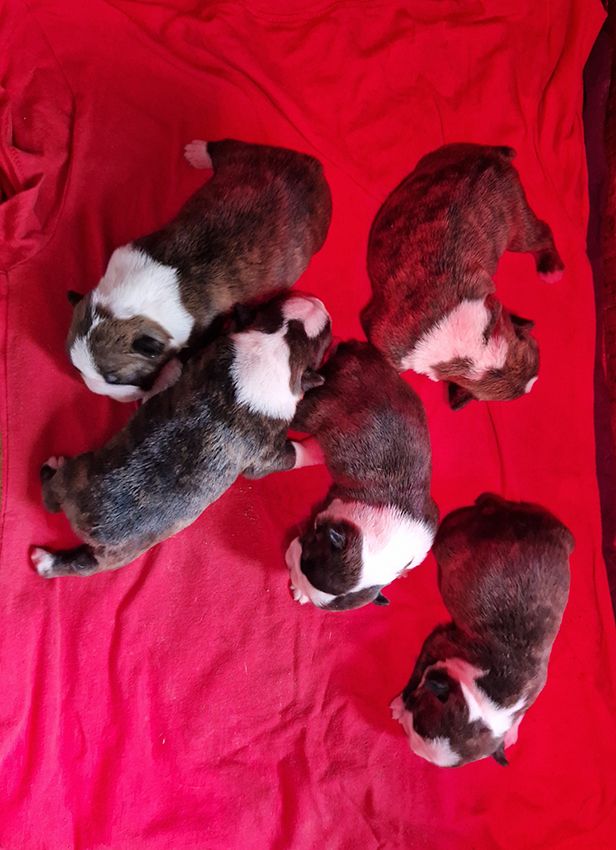 de Milantosa - Chiot disponible  - Boston Terrier