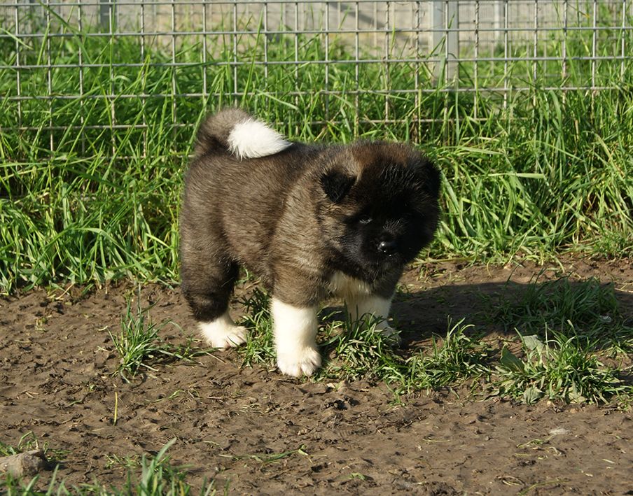 de Milantosa - Chiot disponible  - Akita americain