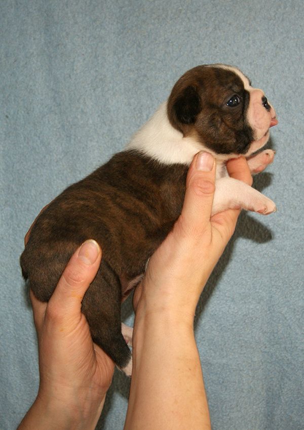 de Milantosa - Chiot disponible  - Boston Terrier