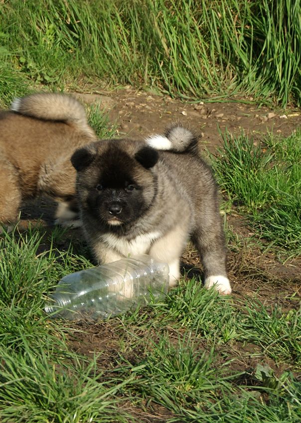 de Milantosa - Chiot disponible  - Akita americain