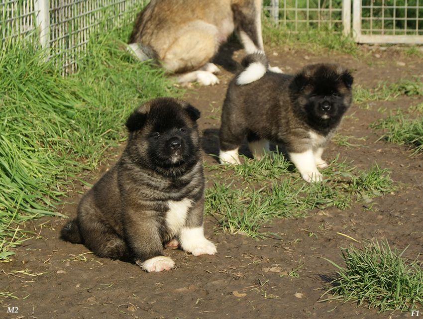 de Milantosa - Chiot disponible  - Akita americain