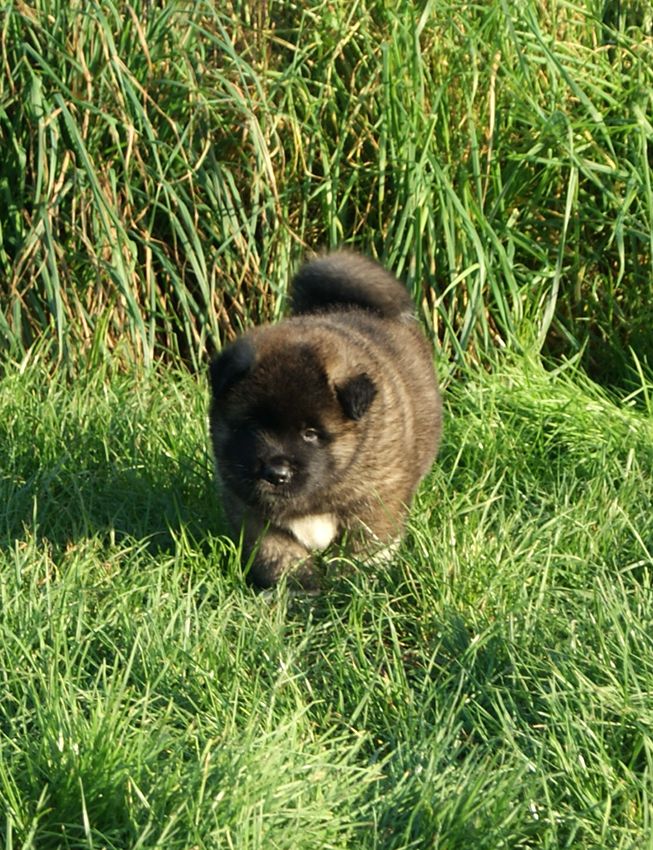 de Milantosa - Chiot disponible  - Akita americain