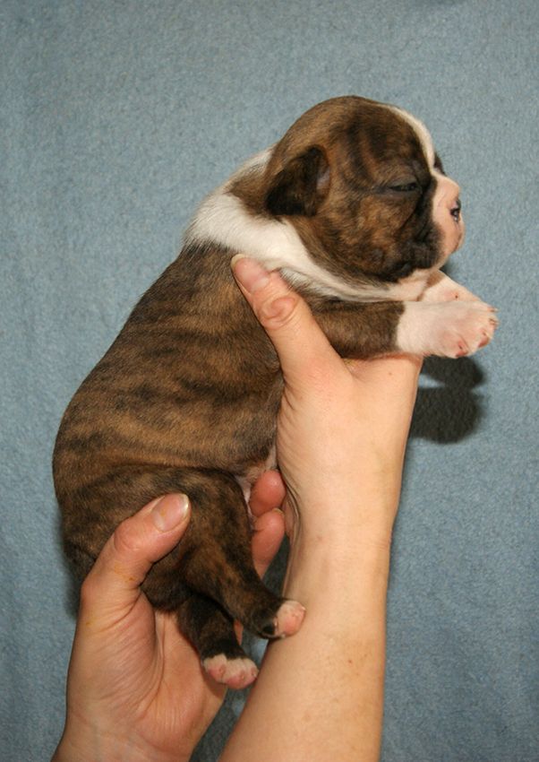 de Milantosa - Chiot disponible  - Boston Terrier