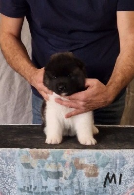 CHIOT Mâle N°1 