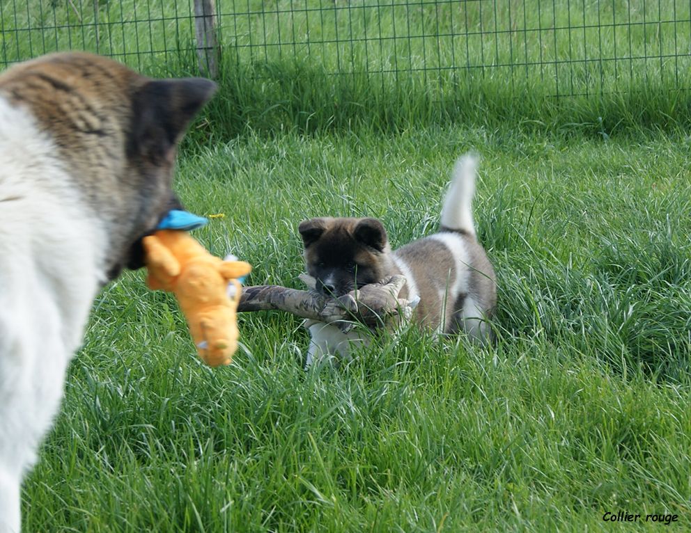 chiot Akita americain de Milantosa