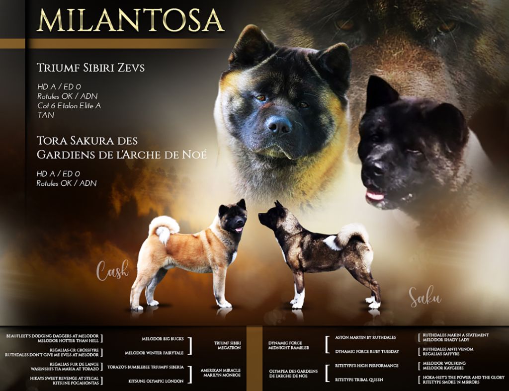 chiot Akita americain de Milantosa