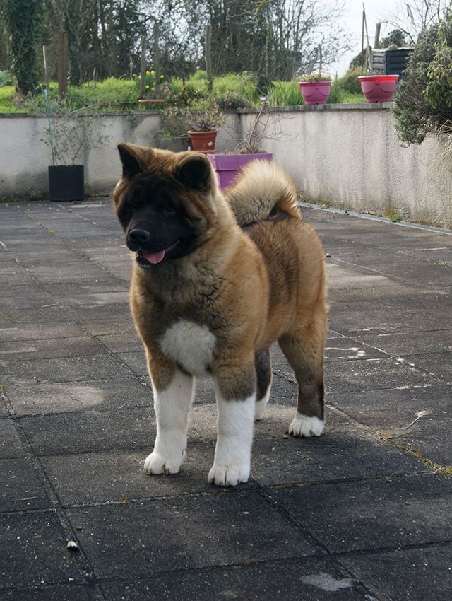 chiot Akita americain de Milantosa