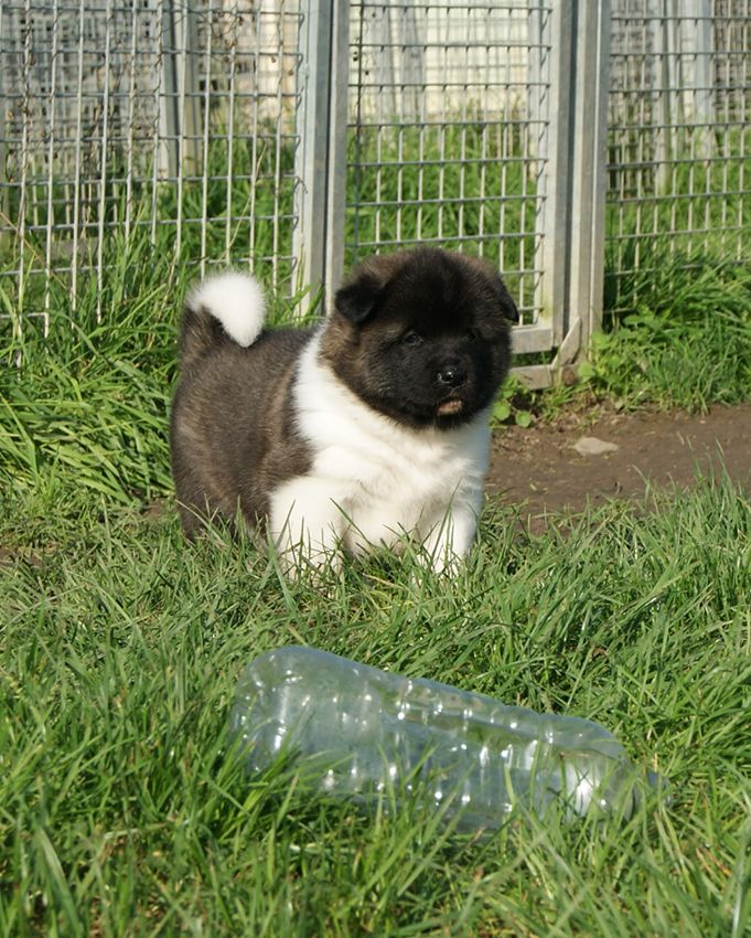 de Milantosa - Chiot disponible  - Akita americain