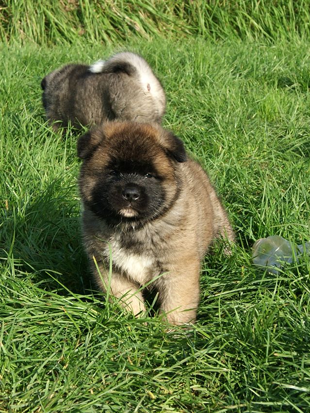 de Milantosa - Chiot disponible  - Akita americain