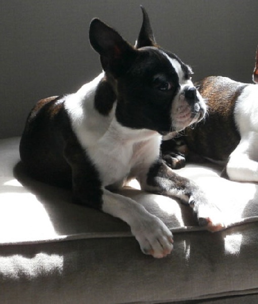 Helfy as she wants de Milantosa