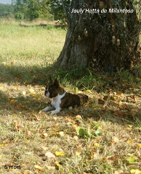 Jouly' hetta de Milantosa