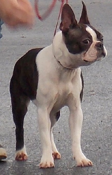 Junon' rhéa de Milantosa