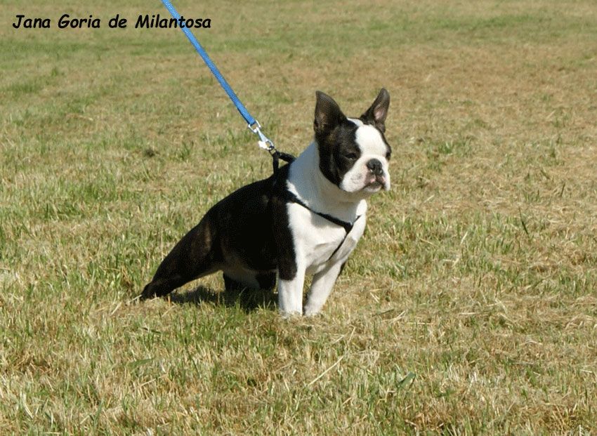 Jana' goria de Milantosa