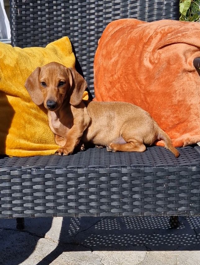 Vasco du Mas de Kevantsteph