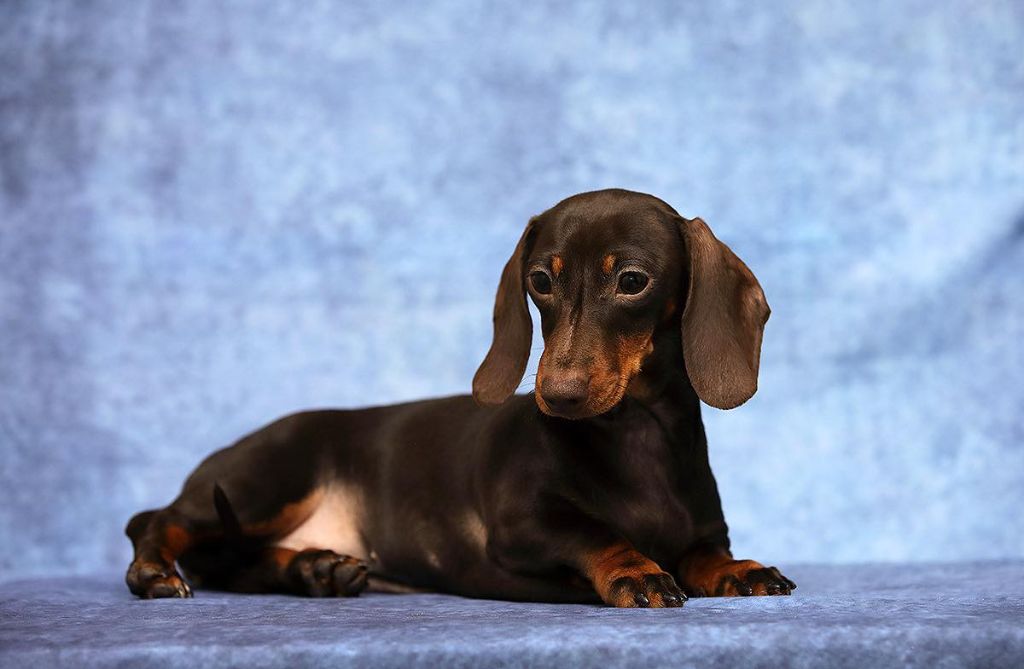 piki kvik Cinnabon chocolate