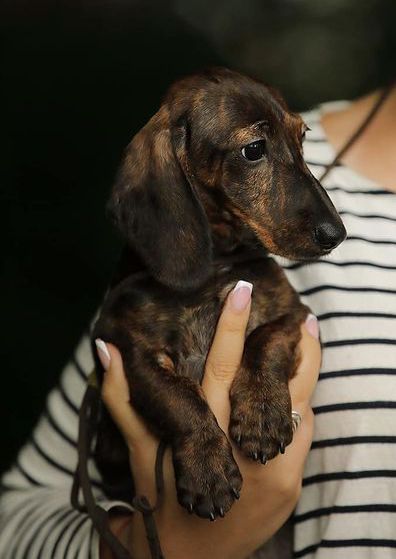 piki kvik Dare to dream