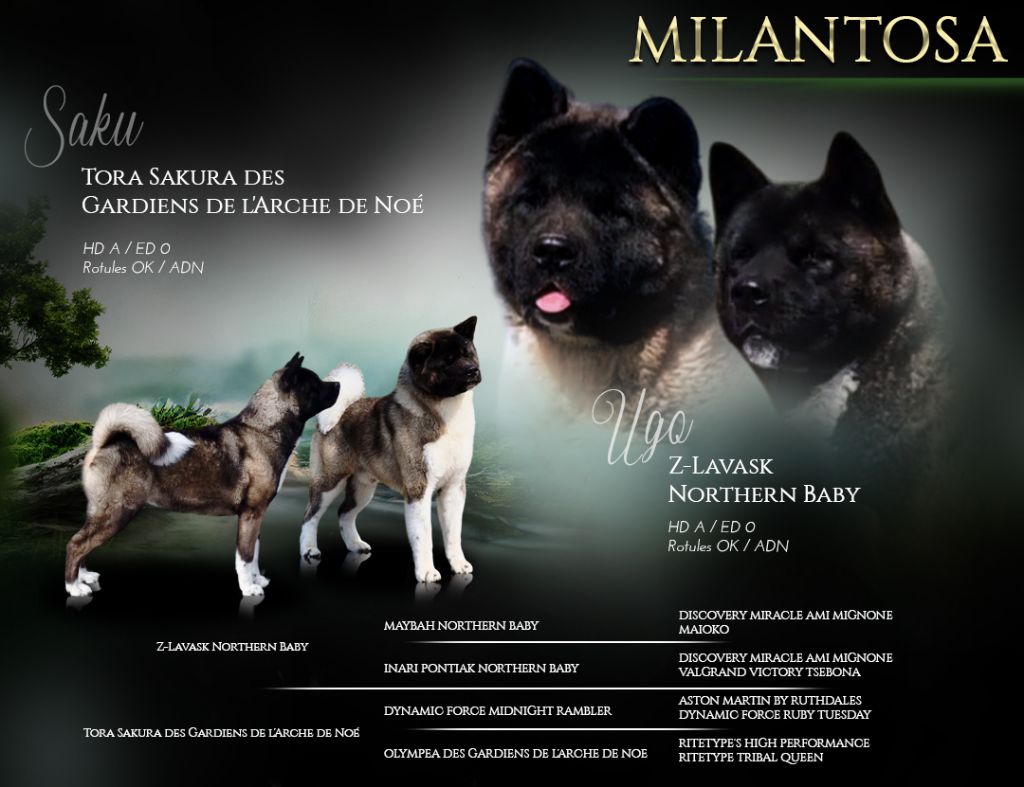 Chiot Akita americain de Milantosa