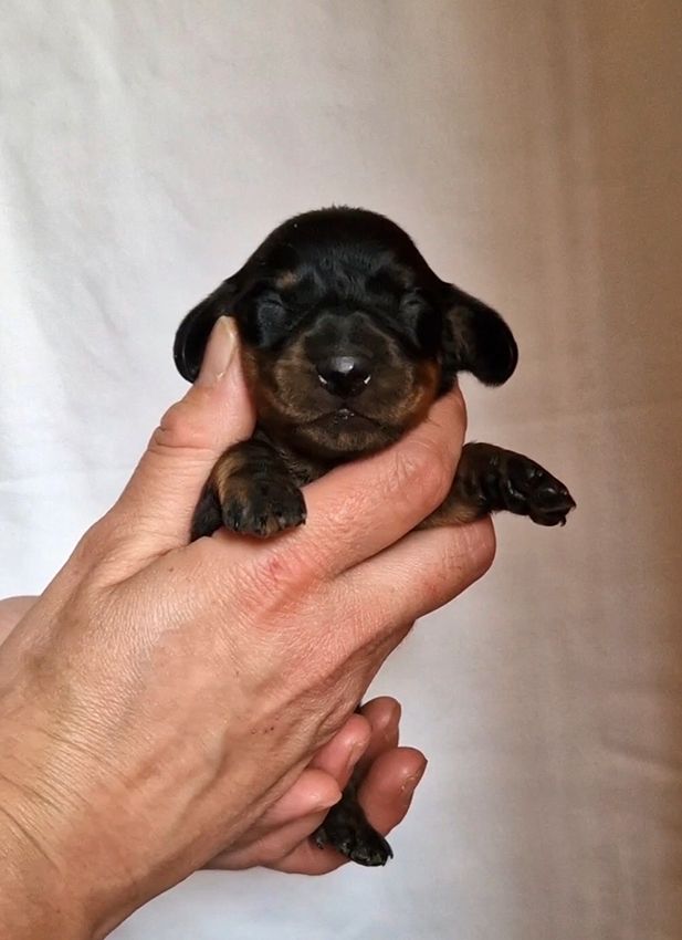 de Milantosa - Chiots disponibles - Teckel poil ras