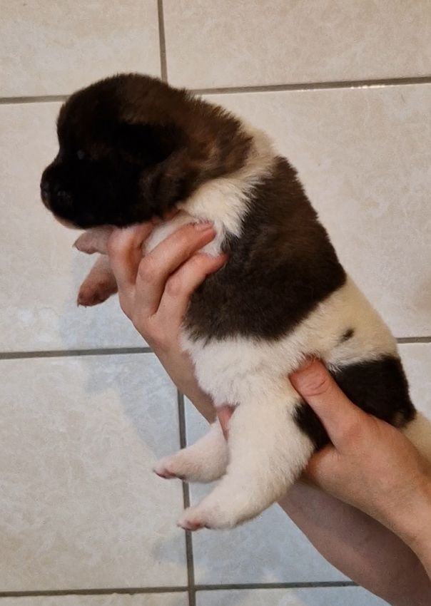 de Milantosa - Chiots disponibles - Akita americain