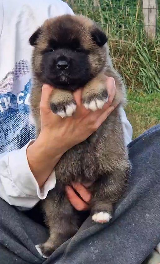 de Milantosa - Chiots disponibles - Akita americain