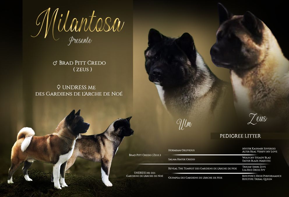 Chiot Akita americain de Milantosa