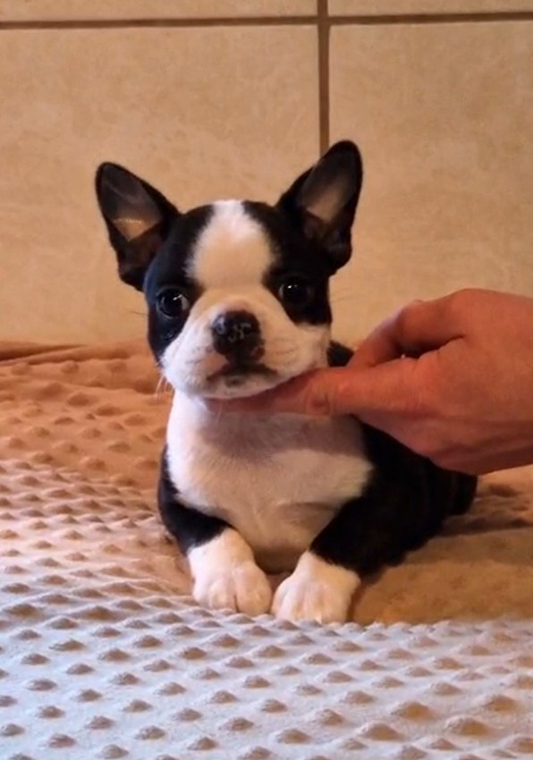 de Milantosa - Chiots disponibles - Boston Terrier