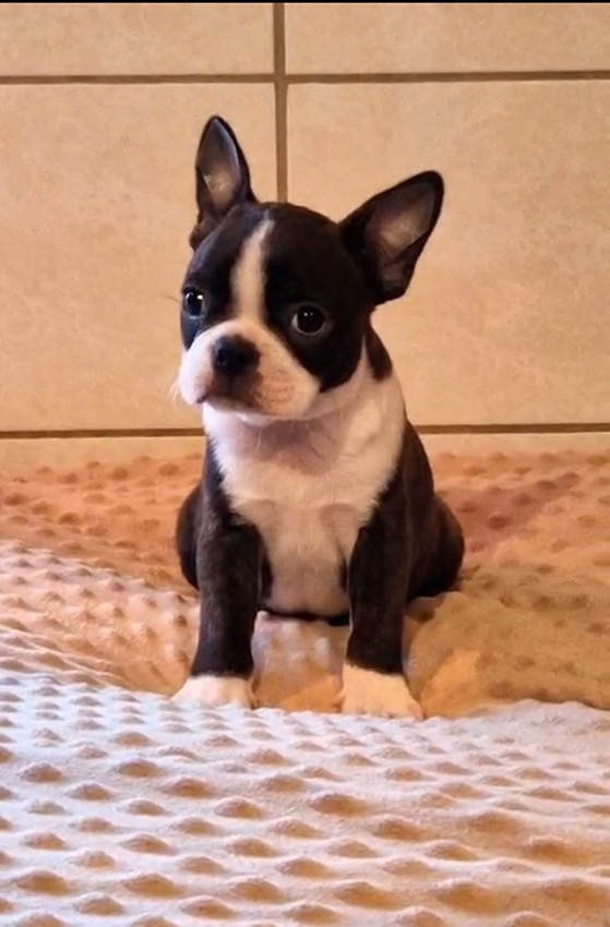 de Milantosa - Chiots disponibles - Boston Terrier