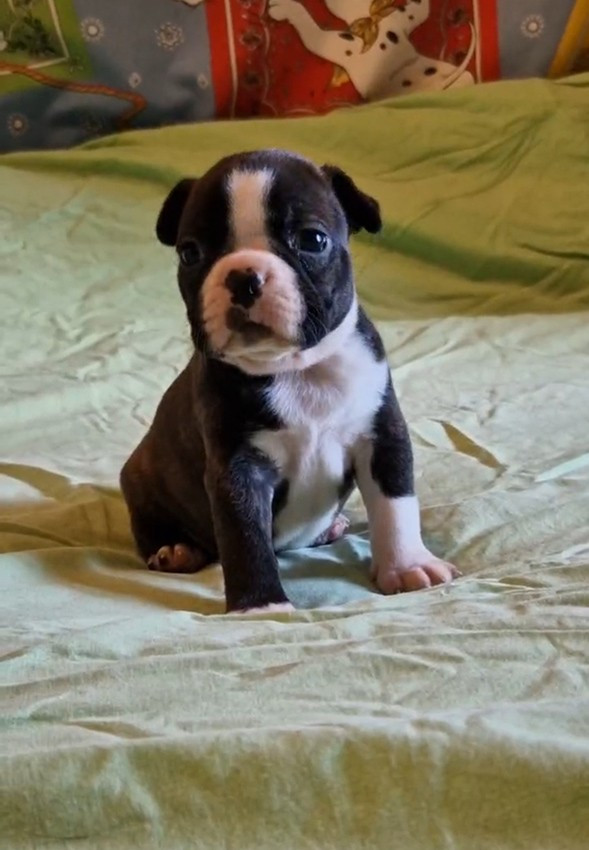 de Milantosa - Chiots disponibles - Boston Terrier