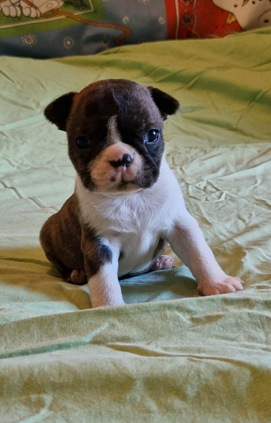 de Milantosa - Chiots disponibles - Boston Terrier