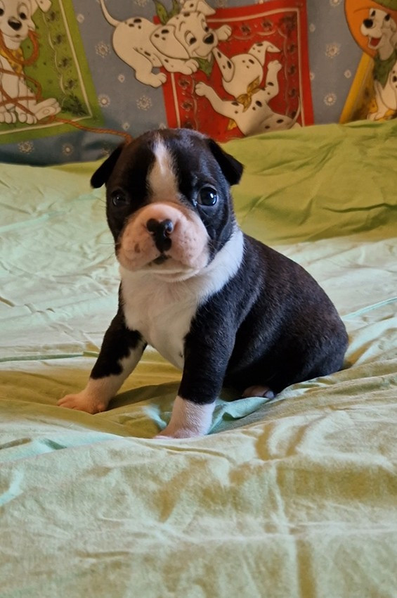 de Milantosa - Chiots disponibles - Boston Terrier