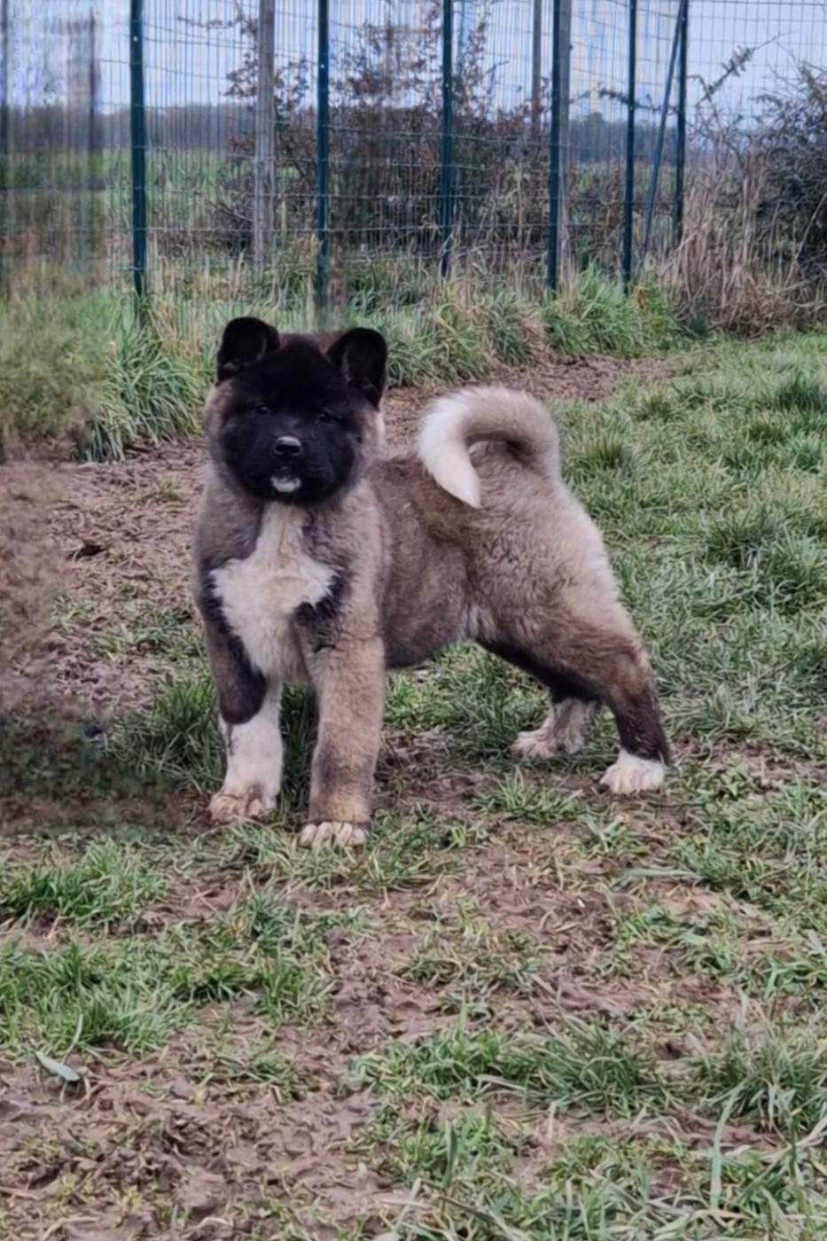 de Milantosa - Chiots disponibles - Akita americain