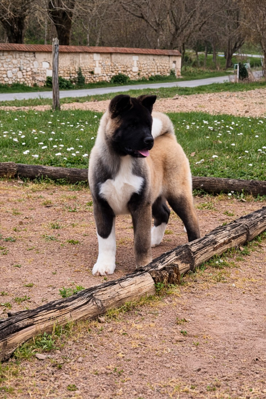 de Milantosa - Chiots disponibles - Akita americain
