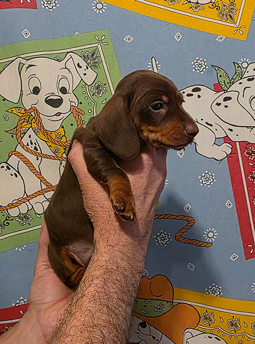 de Milantosa - Chiots disponibles - Teckel poil ras