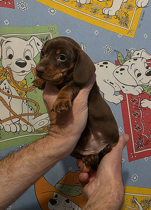 de Milantosa - Chiots disponibles - Teckel poil ras