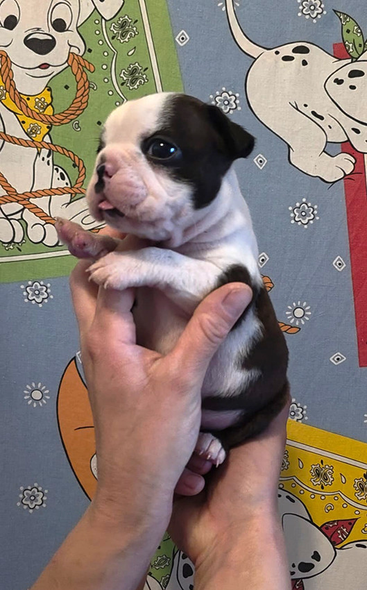 de Milantosa - Chiots disponibles - Boston Terrier