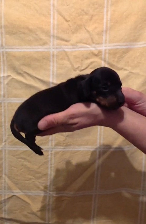 de Milantosa - Chiots disponibles - Teckel poil ras