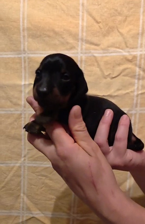 de Milantosa - Chiots disponibles - Teckel poil ras