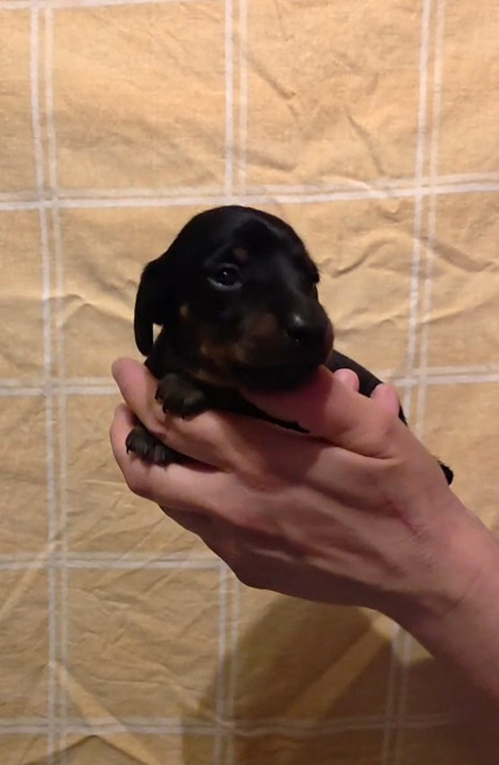 de Milantosa - Chiots disponibles - Teckel poil ras