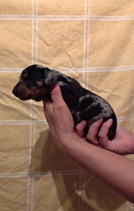 de Milantosa - Chiots disponibles - Teckel poil ras