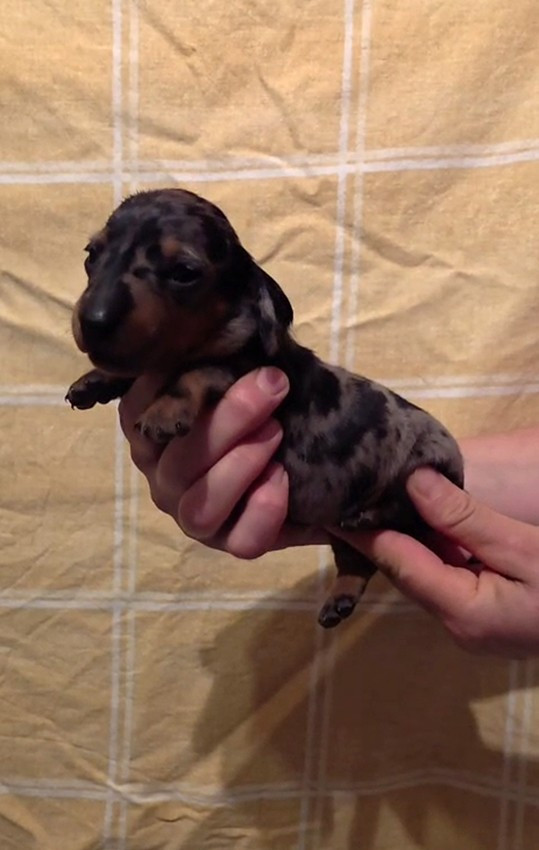 de Milantosa - Chiots disponibles - Teckel poil ras