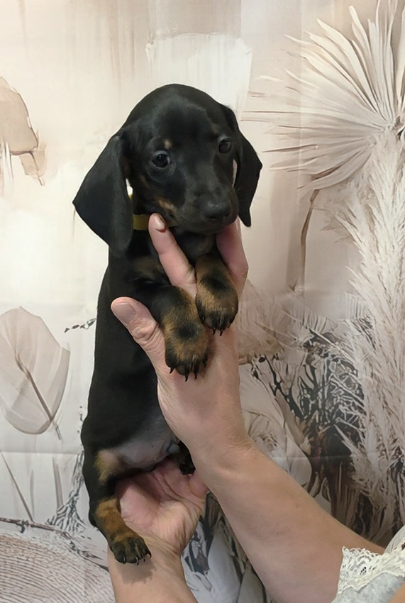 de Milantosa - Chiots disponibles - Teckel poil ras