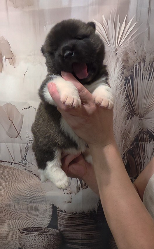 de Milantosa - Chiots disponibles - Akita americain