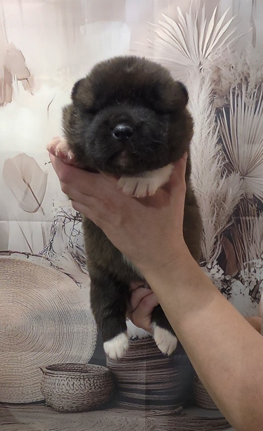 de Milantosa - Chiots disponibles - Akita americain
